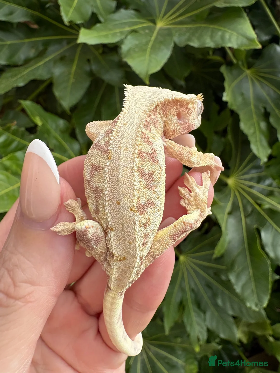 Gecko reptiles for sale: Lily white crested geckos - Advert 1
