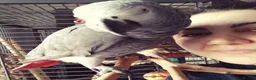 Parrots birds for sale: African Gray  - Advert 1