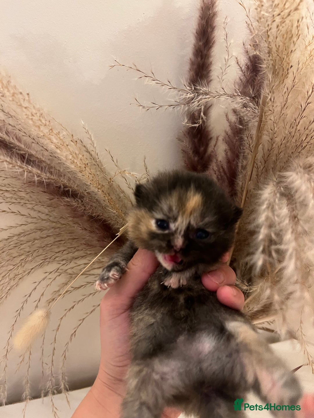 British Shorthair cats for sale:  Beautiful British Shorthair Kittens Available 🐾 - Advert 15