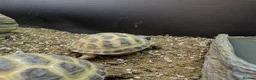 Tortoise reptiles for sale: Baby Horsefield tortoises from £159.99 in Chorley - Advert 5