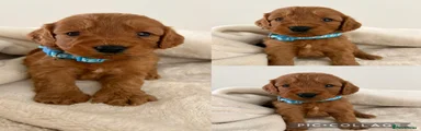 Cockapoo 2