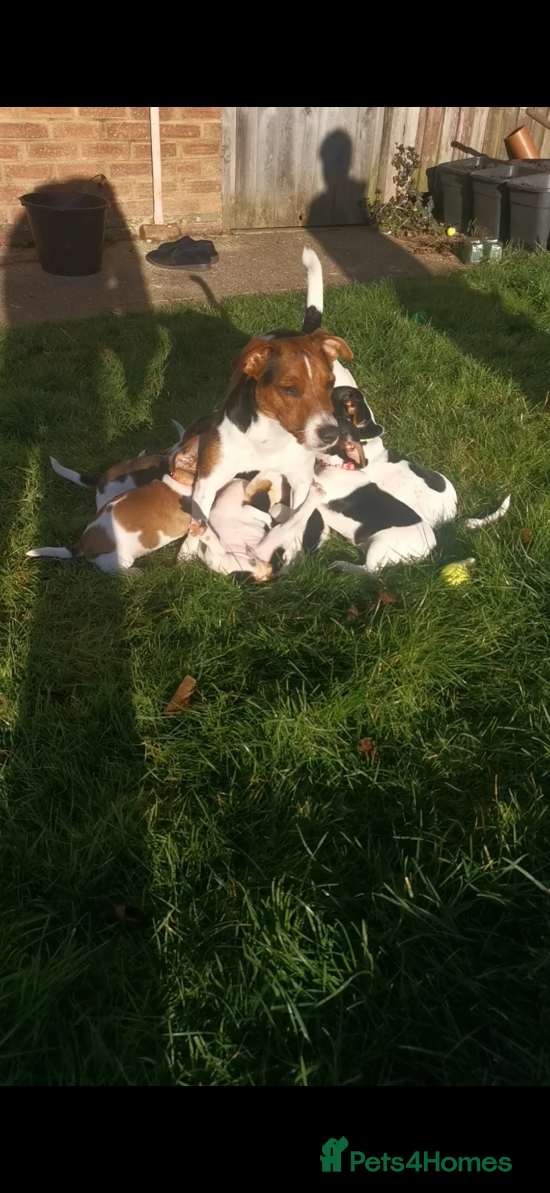 Jack Russell dogs for sale: Beautiful tricoloured jack Russell pups for sale - Advert 2