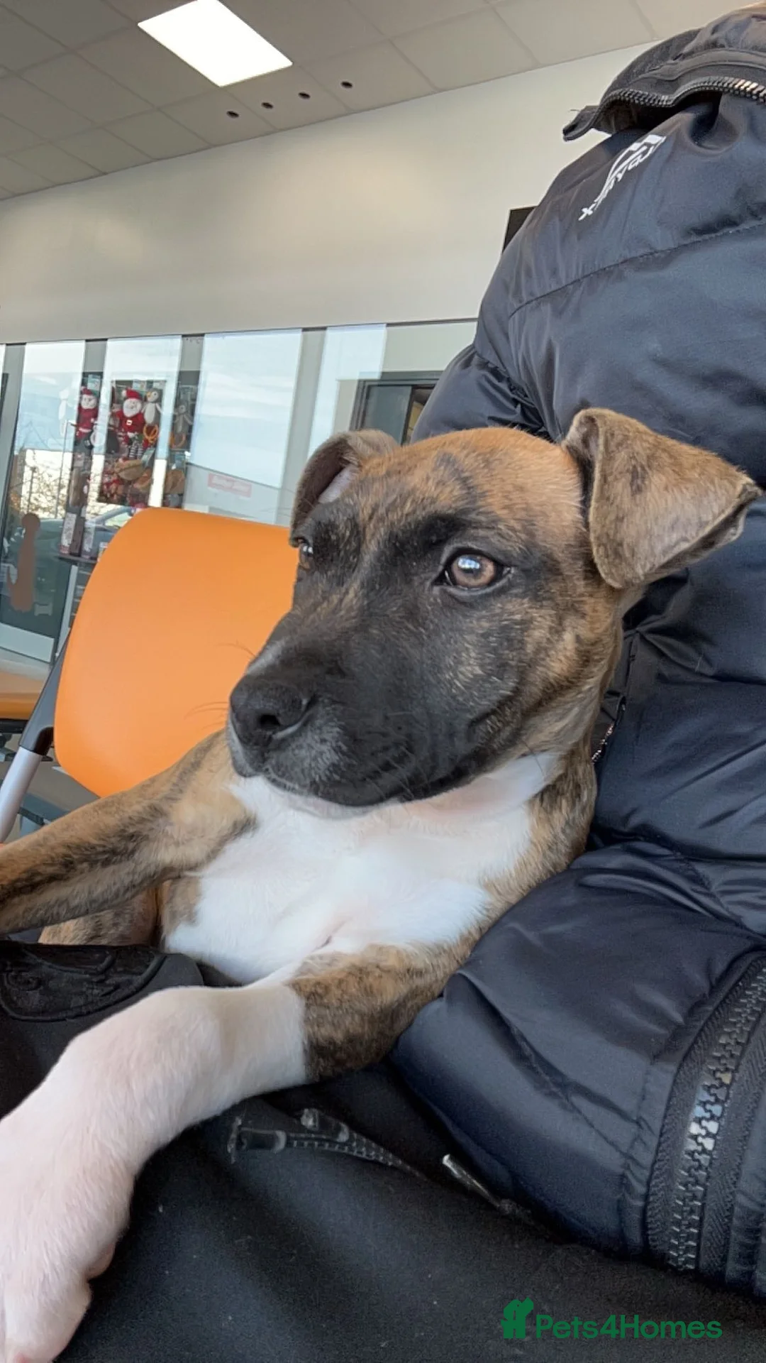 Staffordshire Bull Terrier dogs for sale: 6 month old light brindle staffy - Advert 4