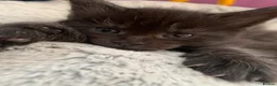 Maine Coon cats for sale: Beautiful Maincoons from registered parents - Advert 24