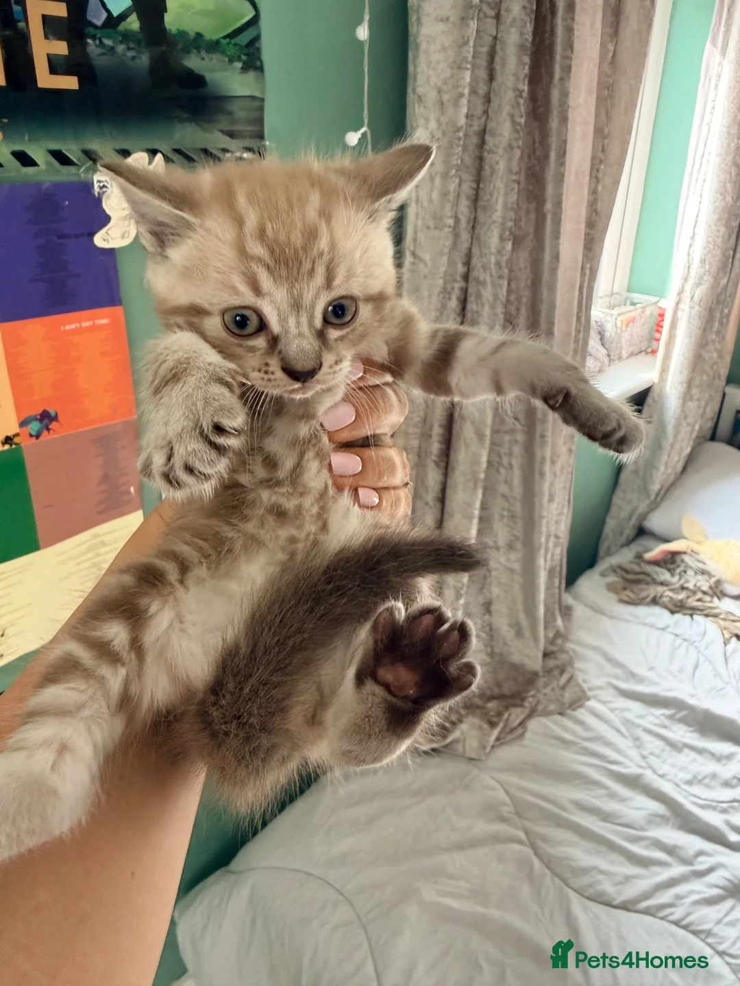 Ragdoll cats for sale: Beautiful little boy for sale - Advert 4