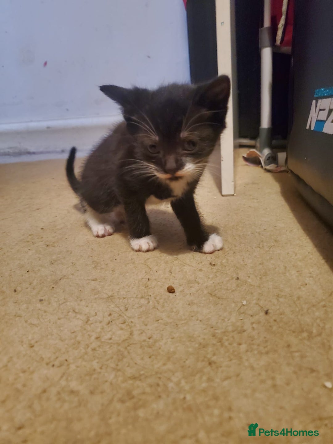 British Shorthair cats for sale: 5 kittens for sale  - Image 4