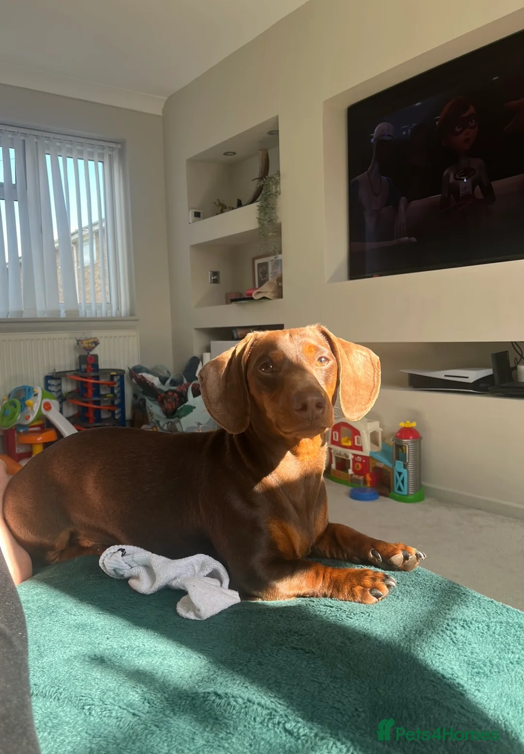 Miniature Dachshund dogs for stud: ⭐️⭐️⭐️KC MINIATURE DACHSHUND FOR STUD⭐️⭐️  - Advert 2