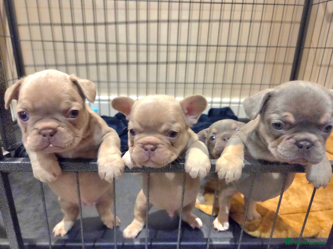 French Bulldog dogs for sale: Isabella & lilac & tan chunky frenchies - Advert 2