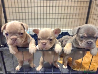 French Bulldog dogs Isabella & lilac & tan chunky frenchies - Advert 1