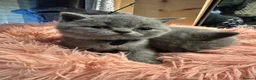 British Shorthair cats for sale: “Adorable kittens ready for loving homes - Advert 13