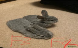 Mixed Breed rabbits for sale: Baby rabbits  - Image 8