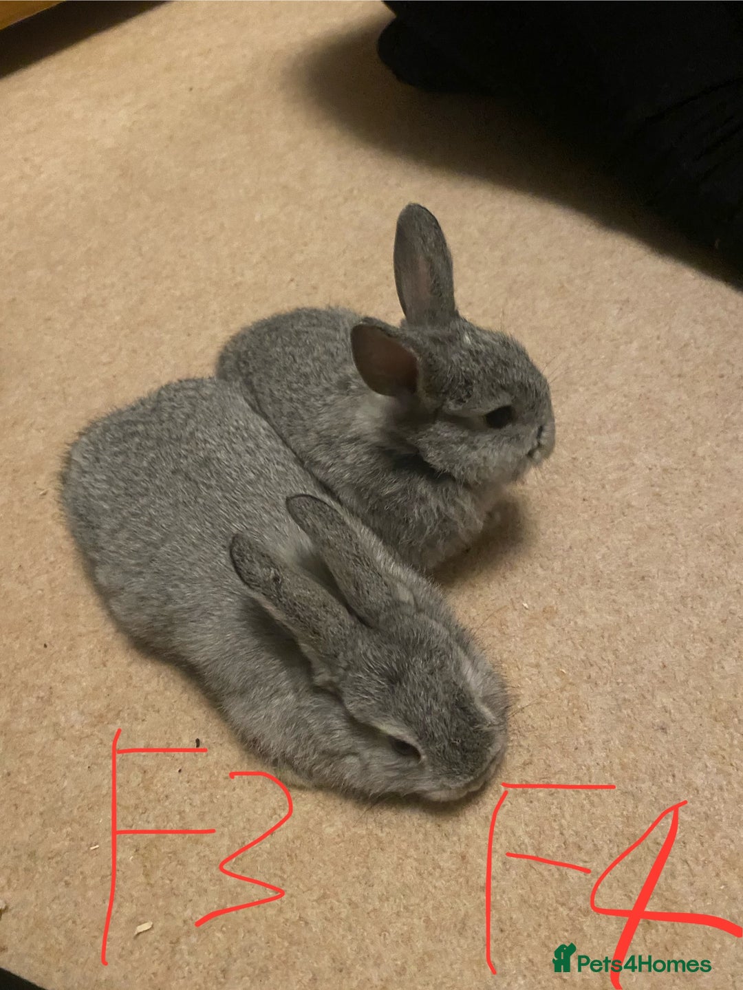 Mixed Breed rabbits for sale: Baby rabbits  - Image 8