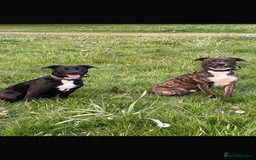Mixed Breed dogs for sale: Beautiful Border collie/kelpie X staff cross pups - Image 34