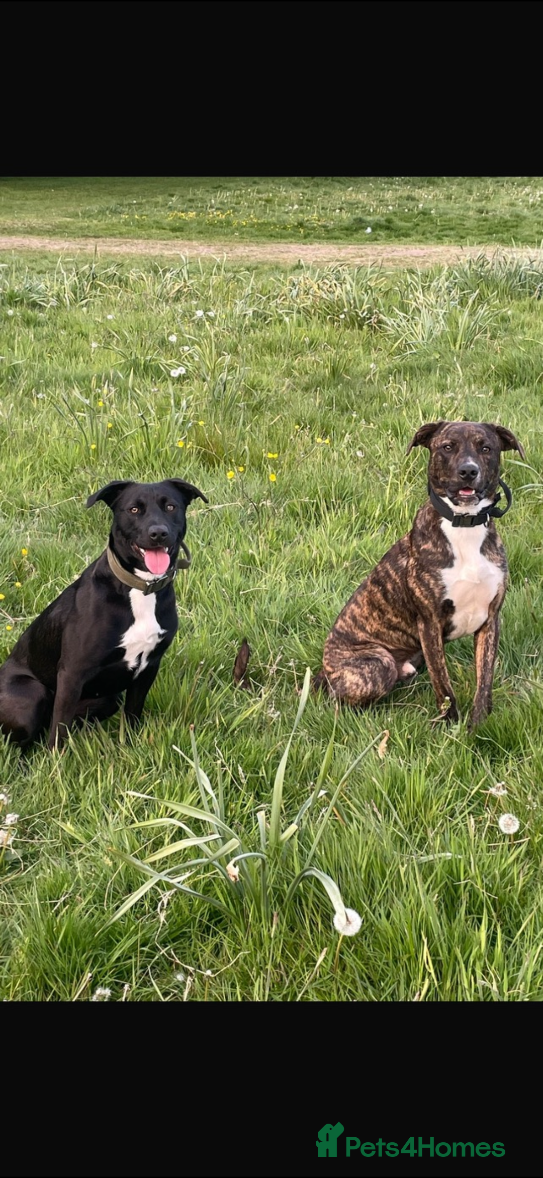 Mixed Breed dogs for sale: Beautiful Border collie/kelpie X staff cross pups - Image 34