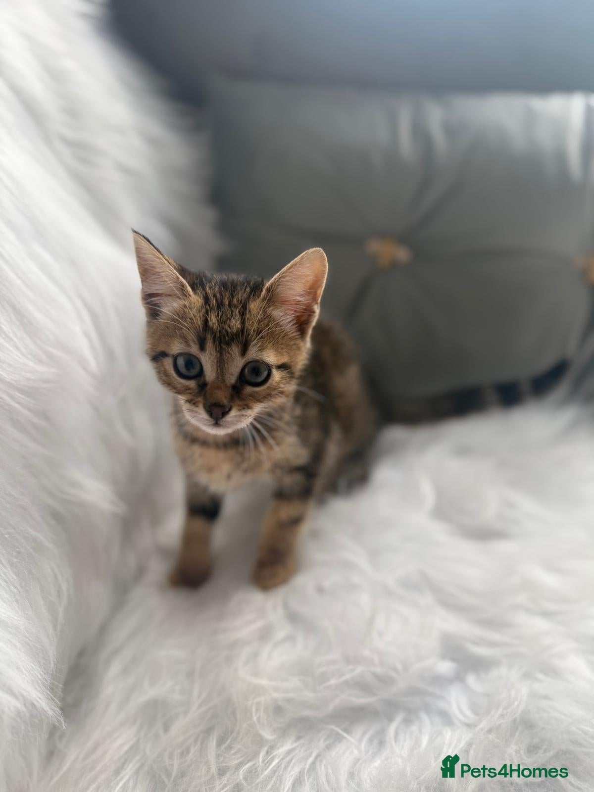 Mixed Breed cats for sale: Bengal x - Advert 2