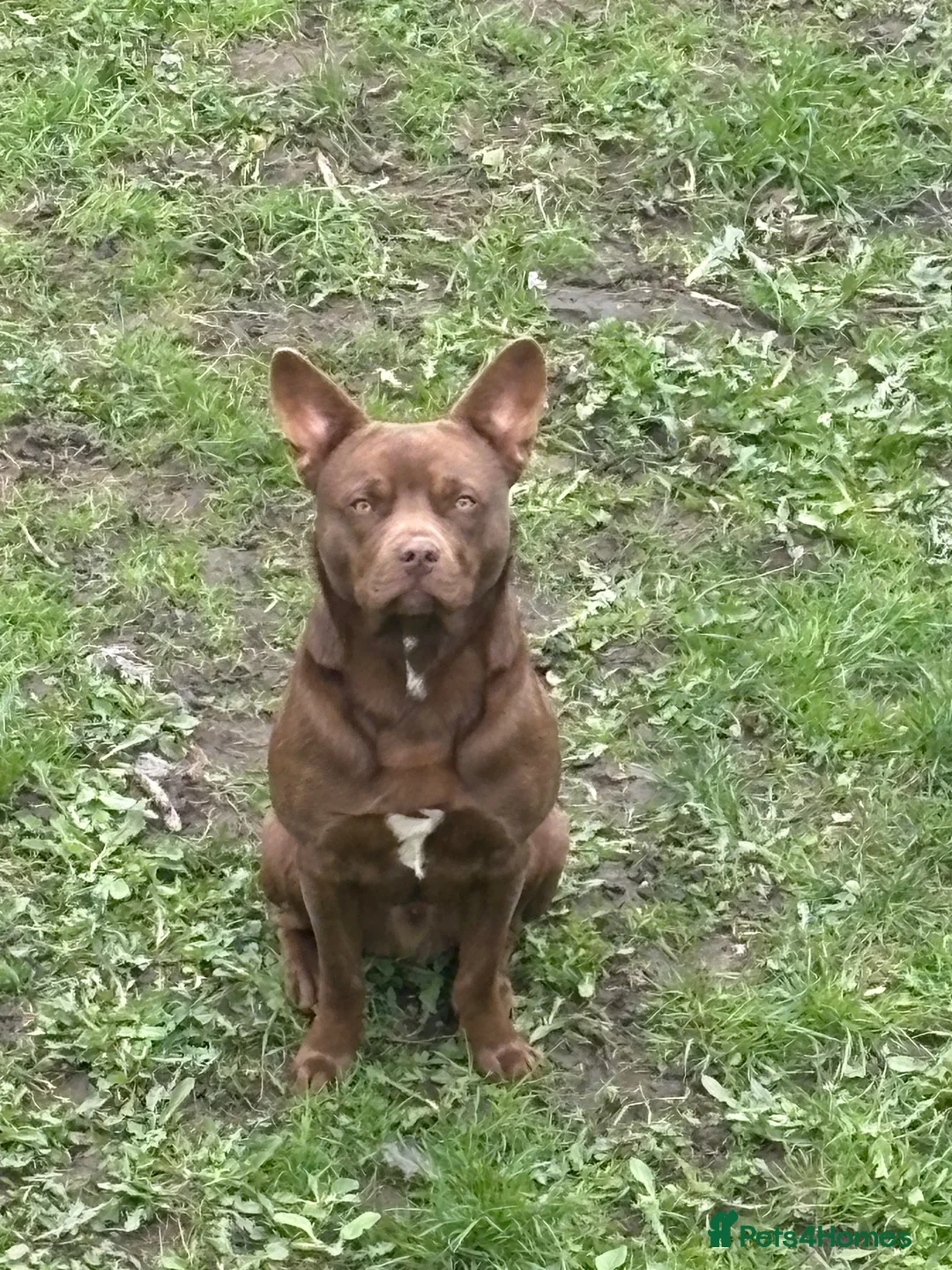Mixed Breed dogs for sale: Duggie 15 month old puppy  - Advert 6