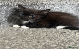 Mixed Breed cats for sale: 4 x kittens  - Image 1