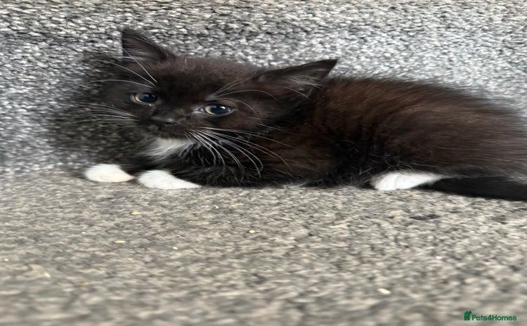 Mixed Breed cats - Advert 1
