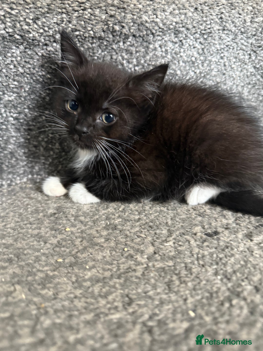 Mixed Breed cats for sale: 4 x kittens  - Image 1