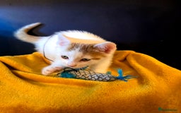 Mixed Breed cats for sale: SweetPlayfulKitten–Socialised with Dog 😻 - Image 3