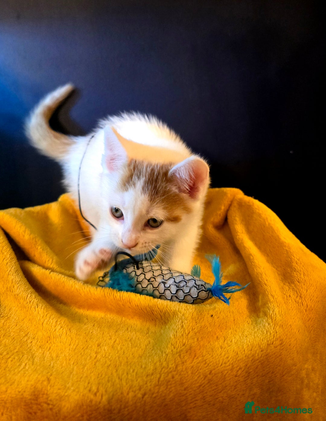 Mixed Breed cats for sale: SweetPlayfulKitten–Socialised with Dog 😻 - Image 3