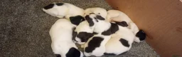 English Springer Spaniel dogs for sale: English springer spaniel pups  - Advert 2