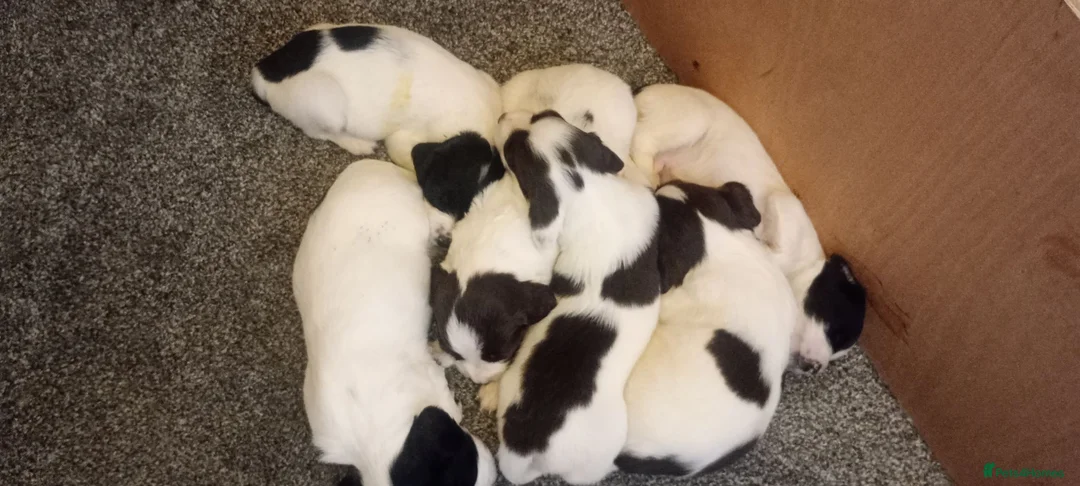 English Springer Spaniel dogs for sale: English springer spaniel pups  - Advert 2