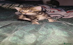 Mixed Breed cats for sale: Beautiful mixed kittens 2 boys 2 girl - Image 8