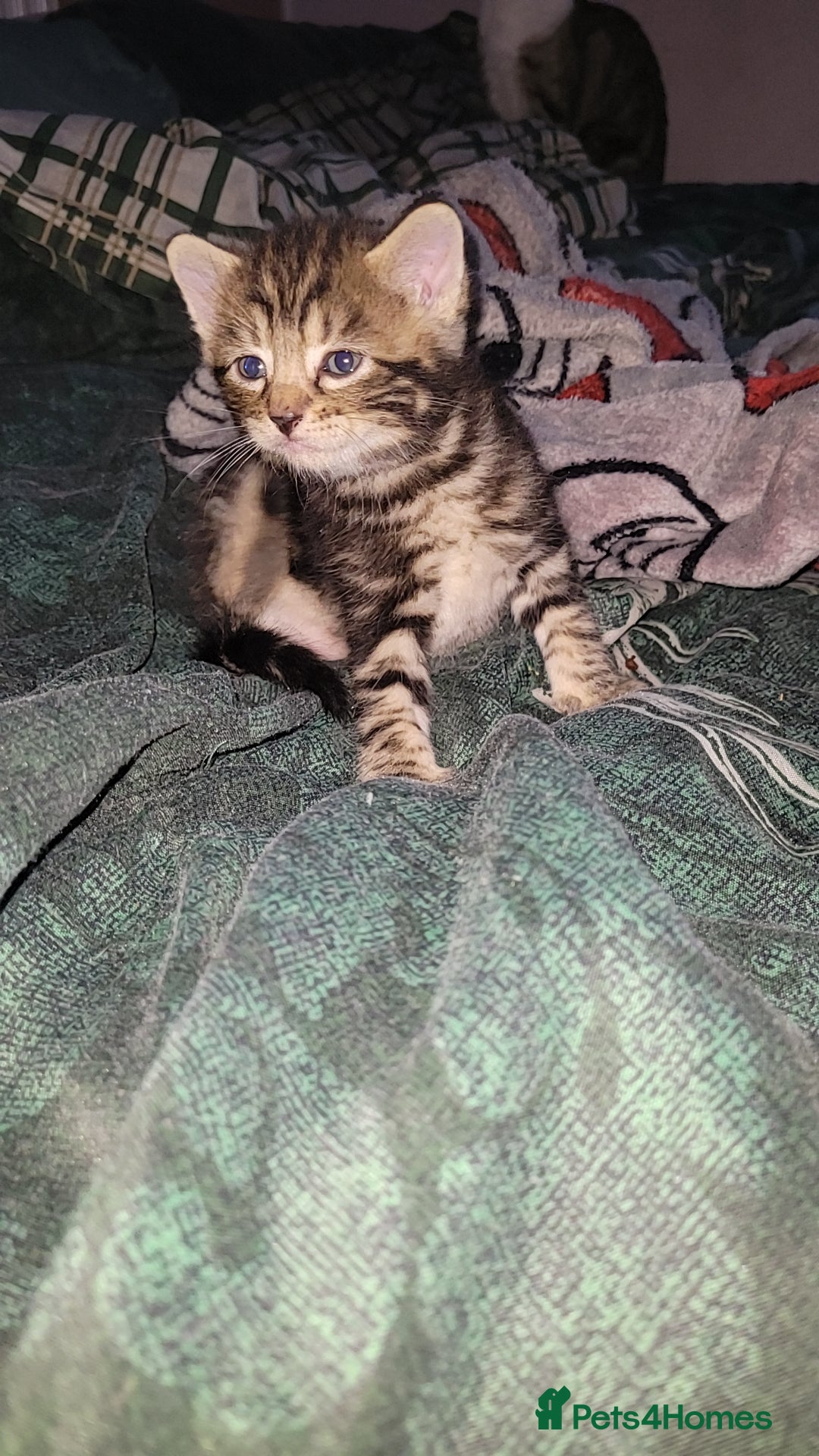Mixed Breed cats for sale: Beautiful mixed kittens 2 boys 2 girl - Image 8