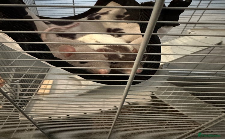 Rat rodents - Advert 1