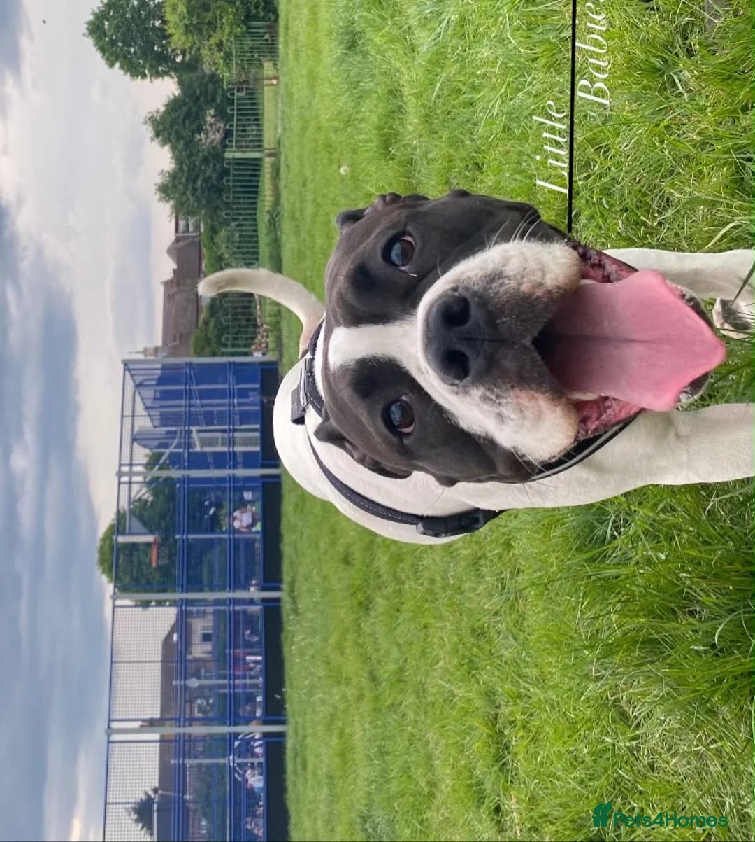 Boxer dogs for sale: I’m Amora in London - Advert 7