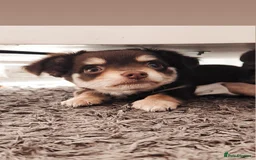 Chihuahua dogs for sale: Chocolate & White Long-Haired Chihuahua– Ready Now - Image 7
