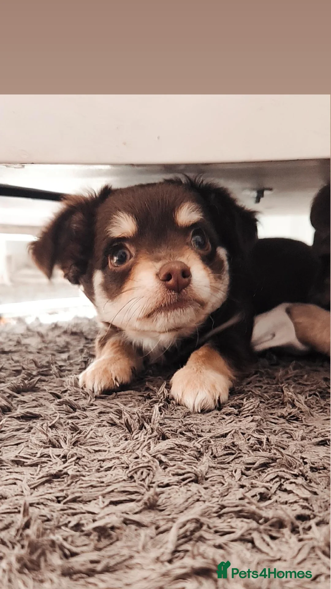 Chihuahua dogs for sale: Chocolate & White Long-Haired Chihuahua– Ready Now - Image 7