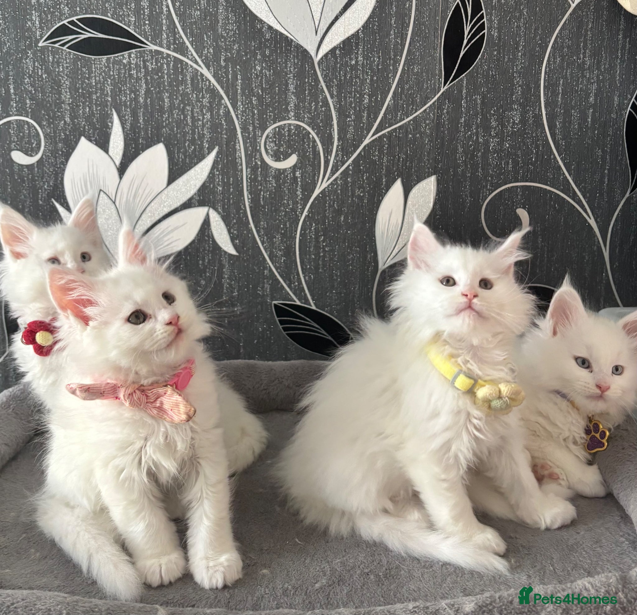 Maine Coon cats Gorgeous, XXL Russian Maine Coon kittens - Advert 1