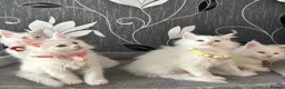 Maine Coon cats for sale: Gorgeous, XXL Russian Maine Coon kittens - Advert 3
