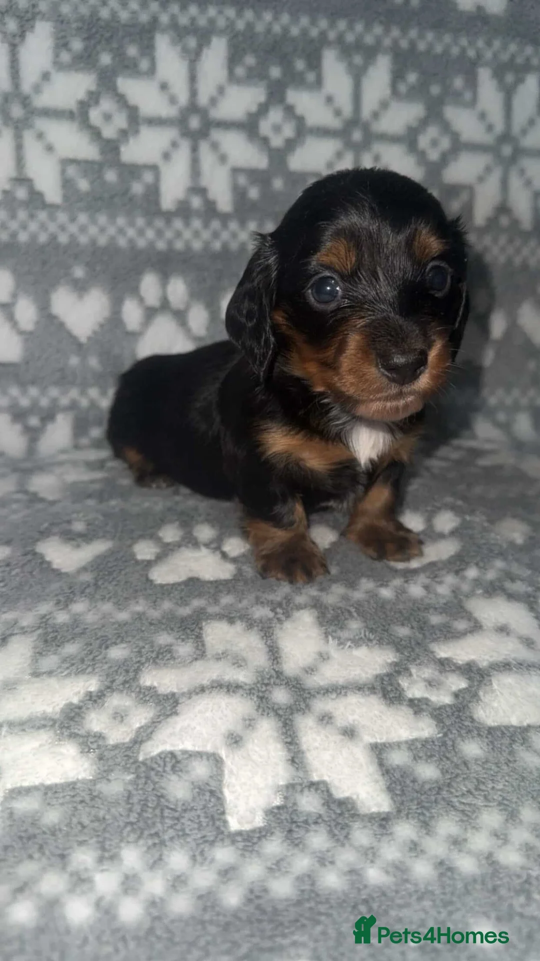 Miniature Dachshund dogs for sale: KC Reg Long-Haired Miniature Dachshund Puppies  - Advert 6
