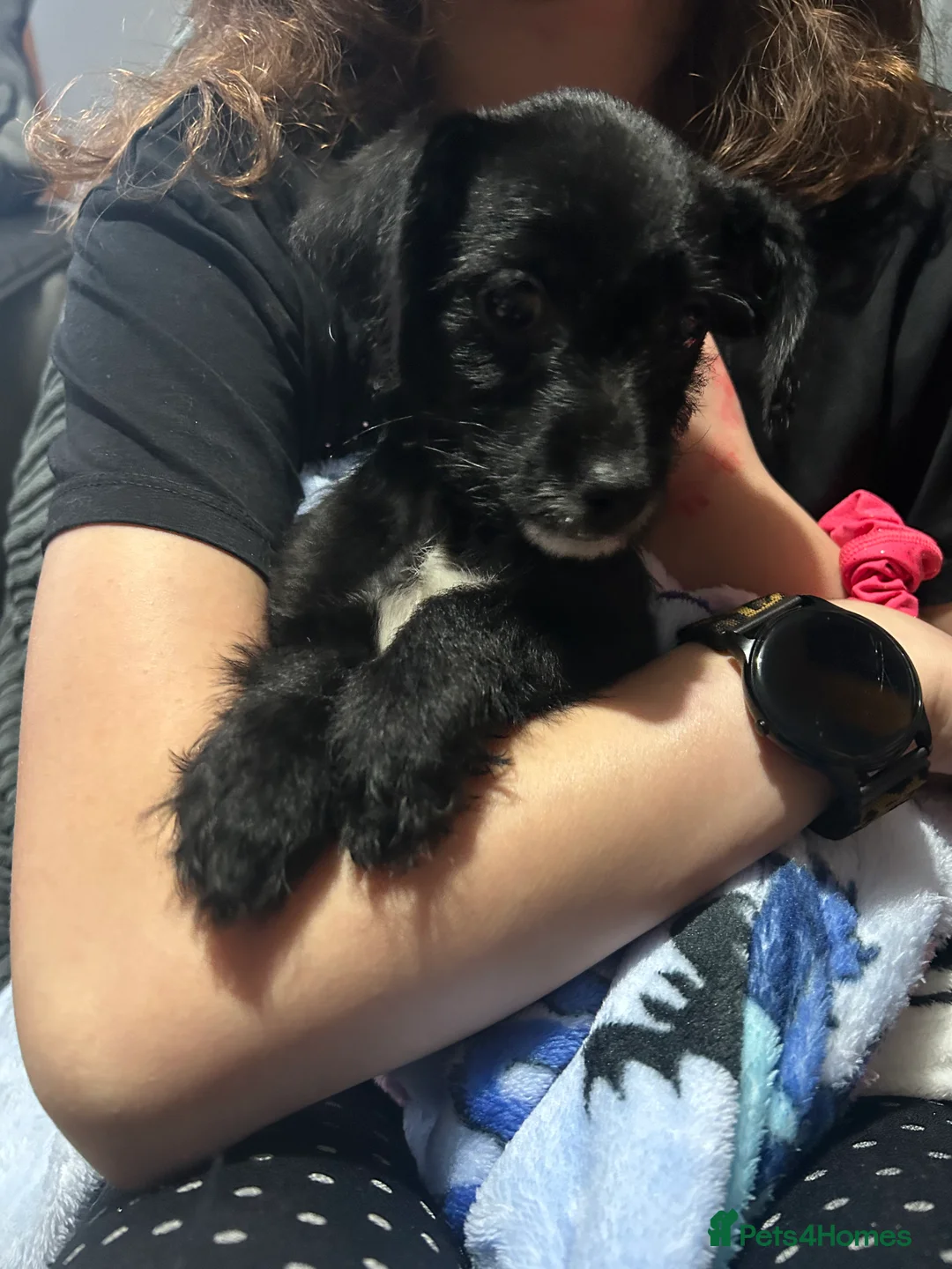 Chipoo dogs for sale: Chihuahua cross poodle puppies - Advert 1