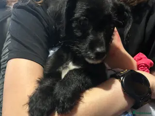 Chipoo dogs Chihuahua cross poodle puppies - Advert 6