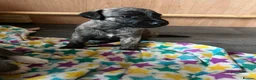Mixed Breed dogs for sale: Bedlington whippets  - Advert 10
