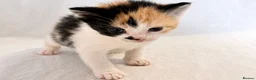 Domestic Shorthair cats for sale: Domestic SH kittens for reserve ₍^. .^₎⟆ - Advert 5