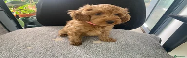 Toy Poodle mix Puppy 4