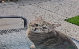 Mixed Breed cats for sale: Gorgeous 2 Girls and 3 boys For sale - Image 19