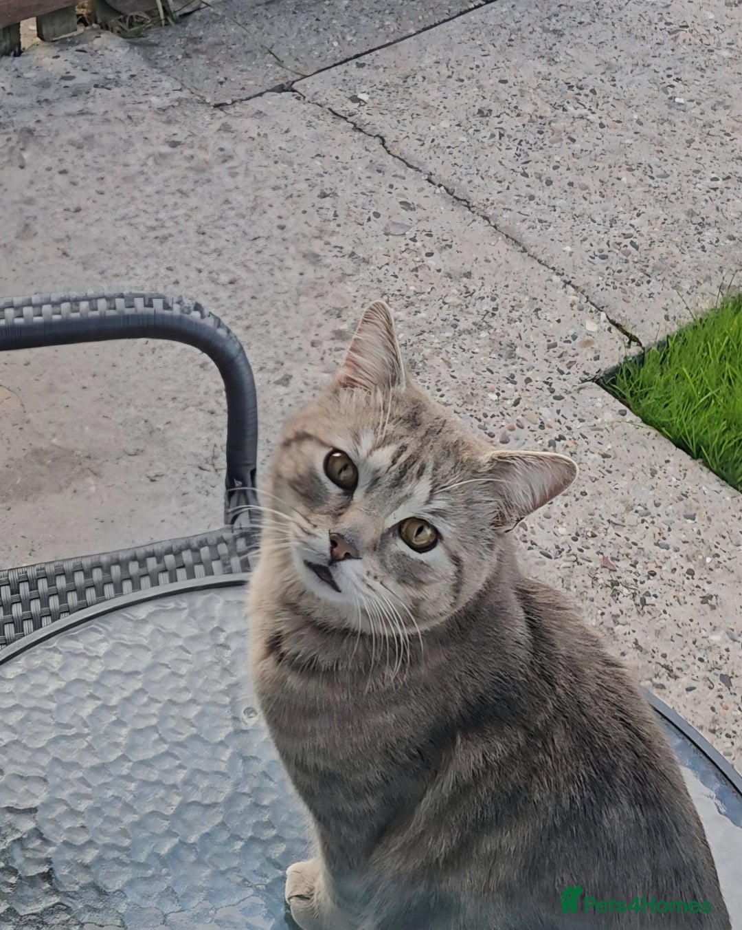 Mixed Breed cats for sale: Gorgeous 2 Girls and 3 boys For sale - Image 19