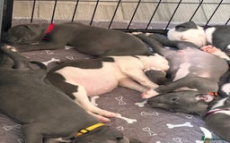 Mixed Breed dogs for sale: Staffy x mastiff mix  - Image 26