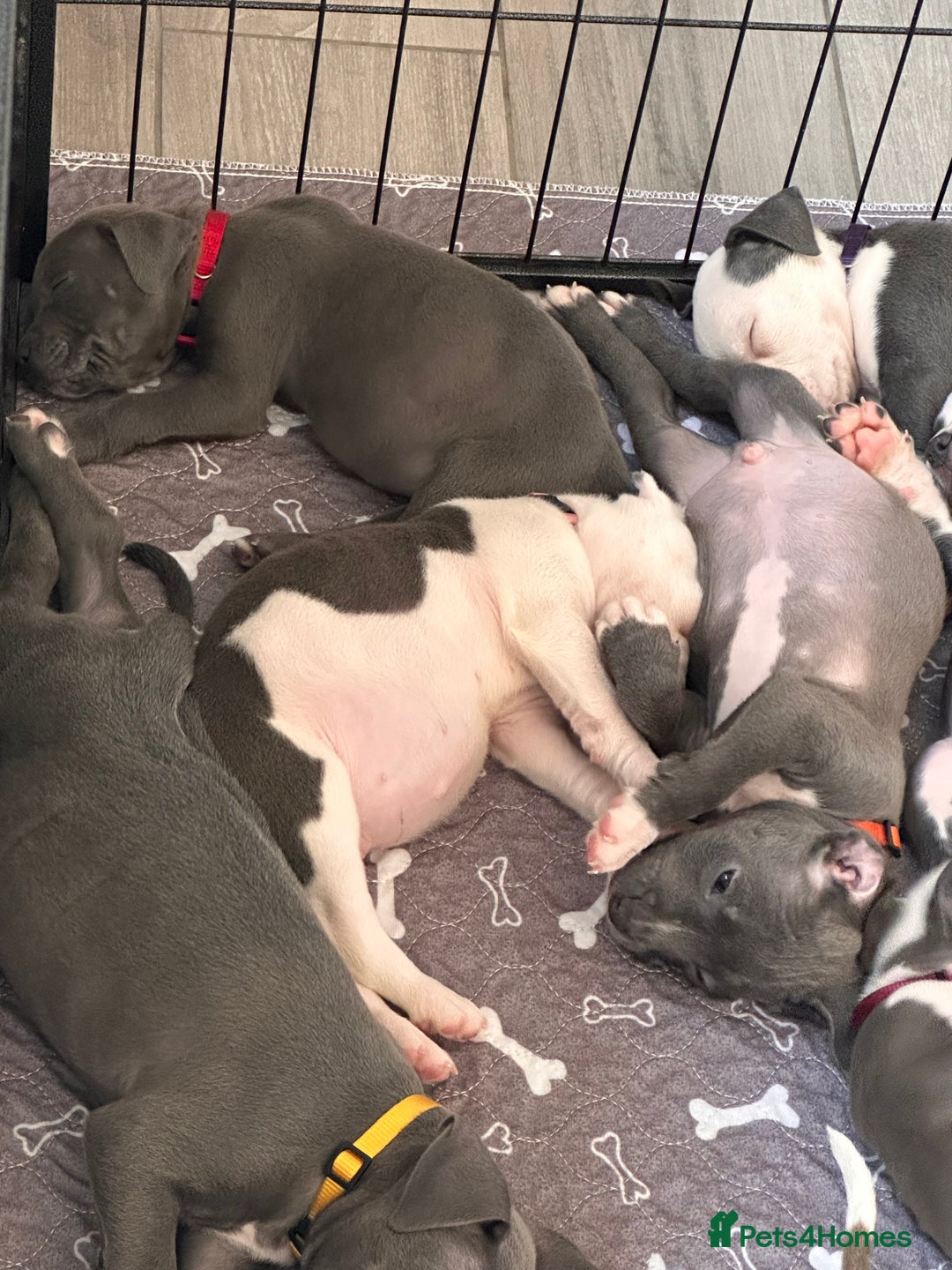 Mixed Breed dogs for sale: Staffy x mastiff mix  - Image 26