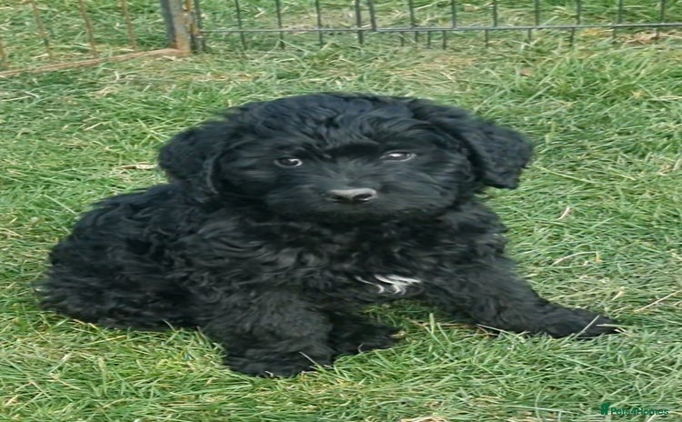 Mixed Breed dogs - Advert 3