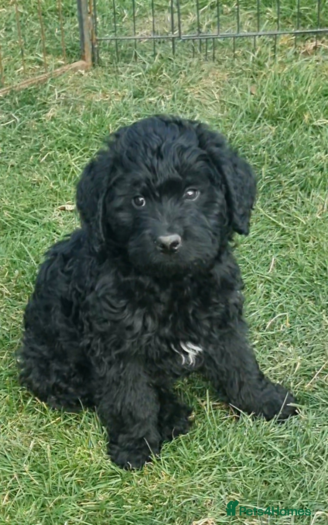 Mixed Breed dogs for sale: GORGEOUS ROTTLE PUPPIES - Image 1