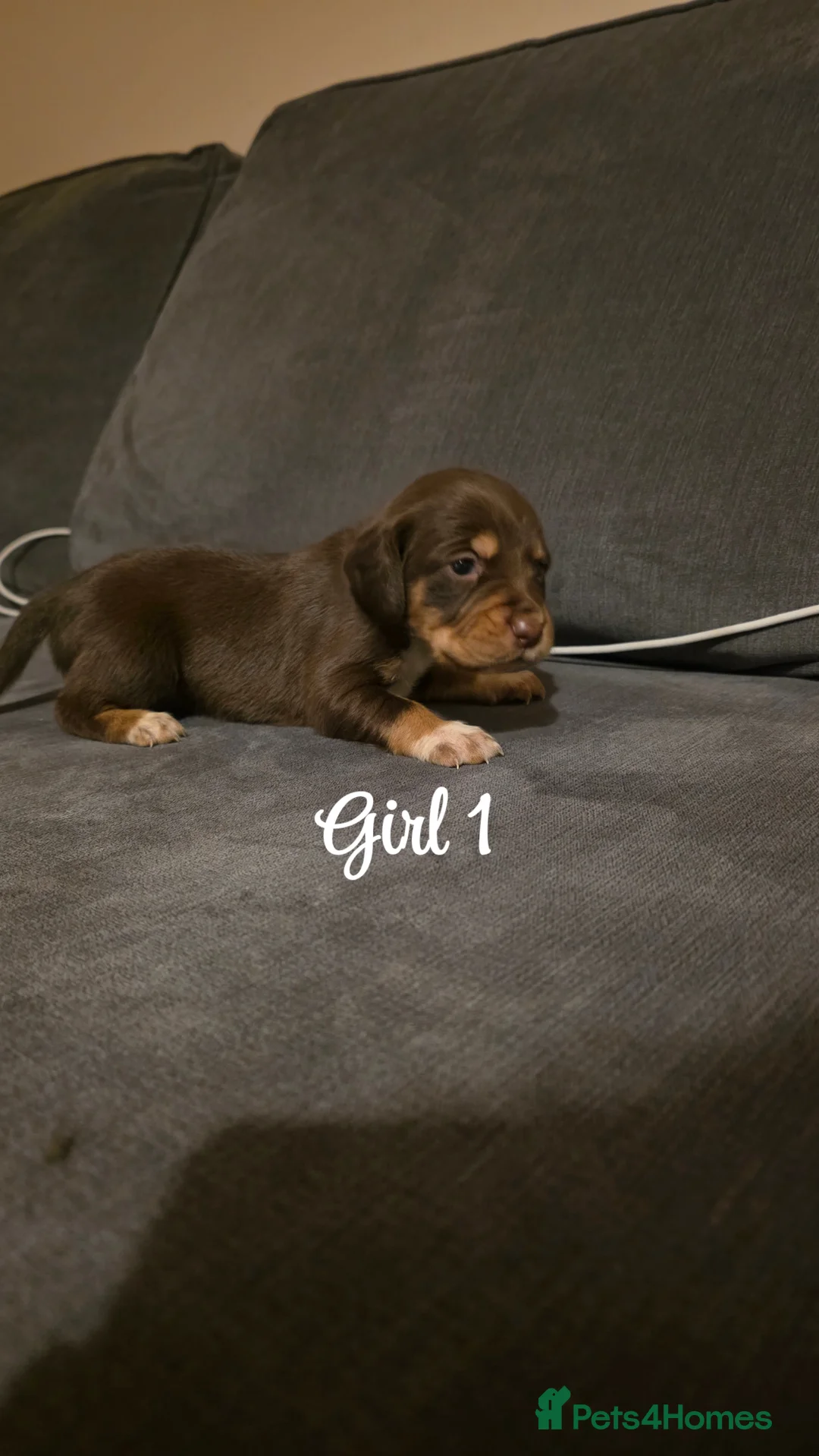 Mixed Breed dogs for sale: Beautiful Cocker x Collie pups - Advert 7