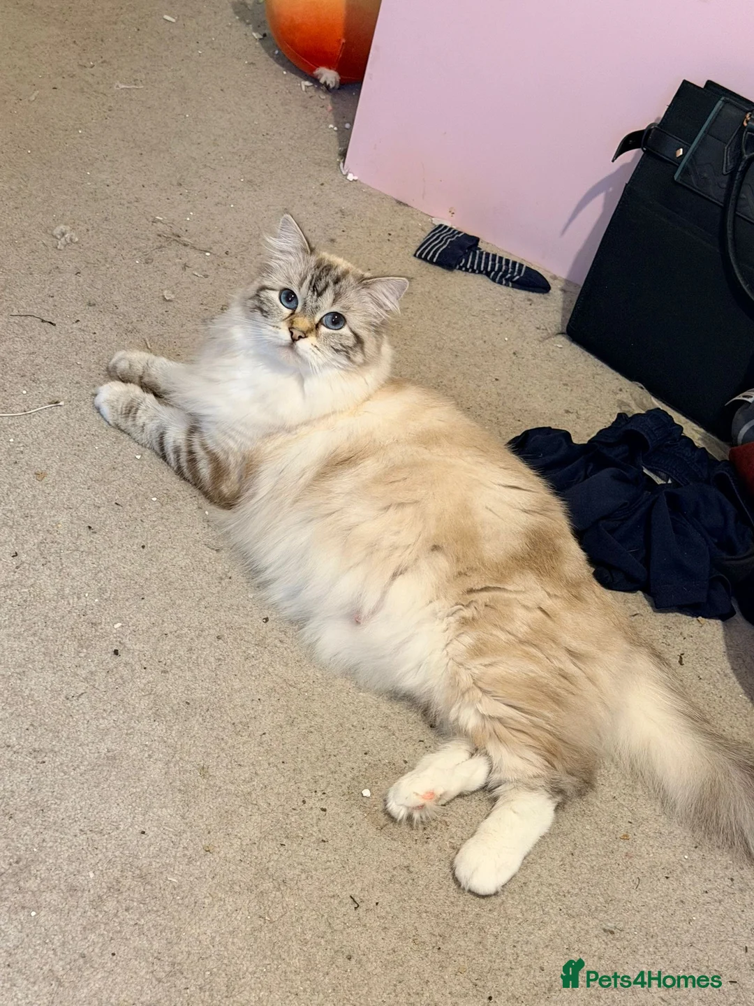 Ragdoll cats for sale: Pure tica reg ragdoll kittens  - Advert 2