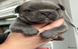 French Bulldog dogs for sale: French bulldog pups ❤️ - Image 2